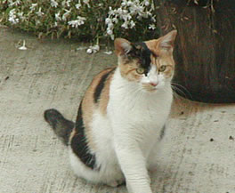 c0035001_11162725.jpg