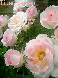 b0099813_21234062.jpg