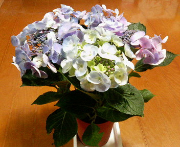 b0087833_8481820.jpg