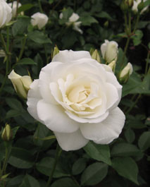 f0049362_1545177.jpg