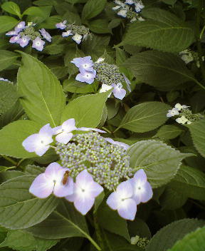 b0009665_23364379.jpg