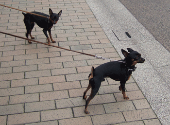 c0012571_23291750.gif