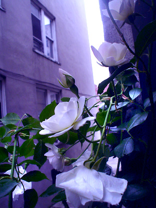 f0056476_22423797.jpg
