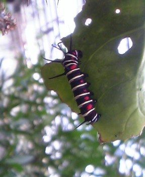 e0080894_8533025.jpg