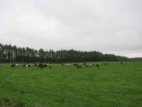 f0020302_12434479.jpg