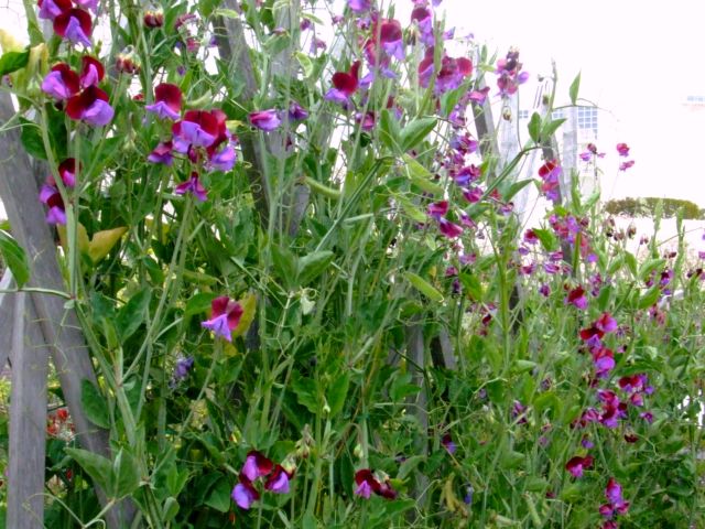 c0062603_16261648.jpg
