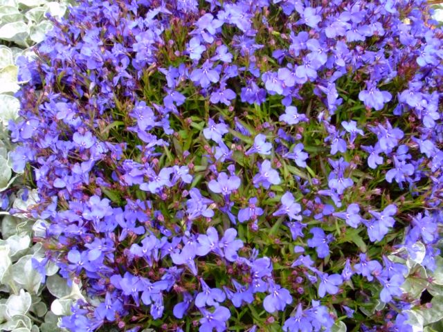 c0062603_16271434.jpg