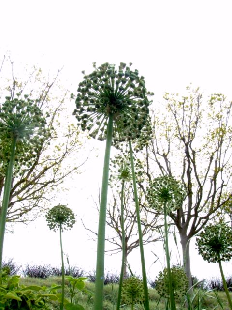c0062603_16292974.jpg