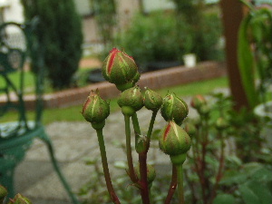 f0041606_2153473.jpg