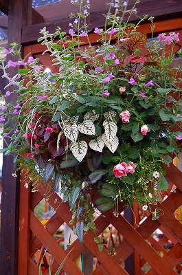 e0025655_68081.jpg