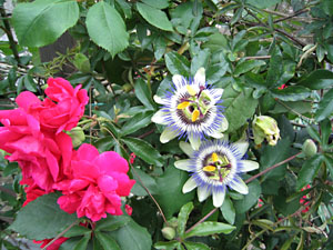 c0069903_8263688.jpg