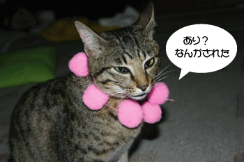 a0041108_20303655.gif