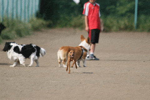 b0105008_13471962.gif