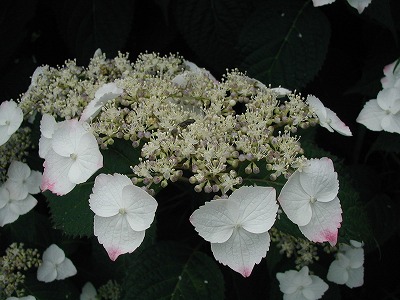 b0107310_20125999.jpg
