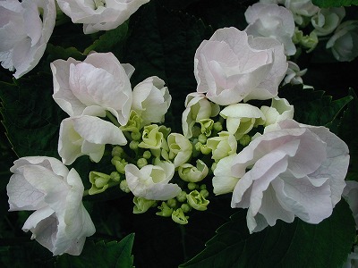 b0107310_2052621.jpg