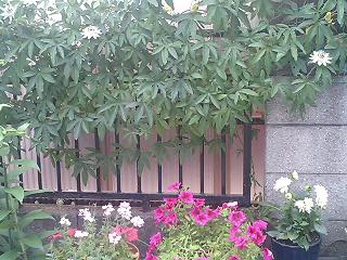 e0026017_2332372.jpg