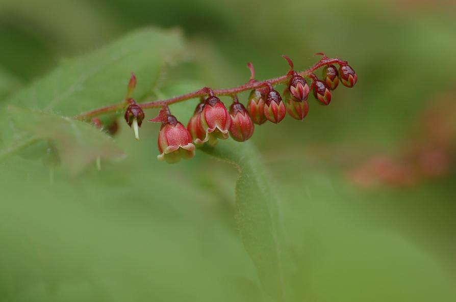 b0039226_6115465.jpg