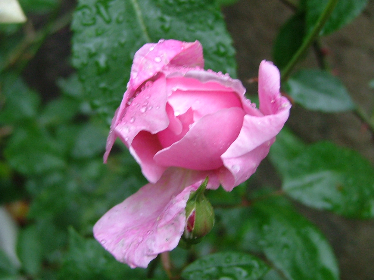 c0045227_824949.jpg