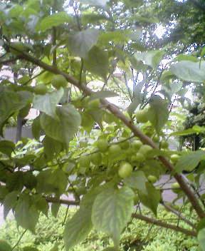 b0009665_23121728.jpg