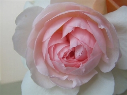 e0043686_17272269.jpg