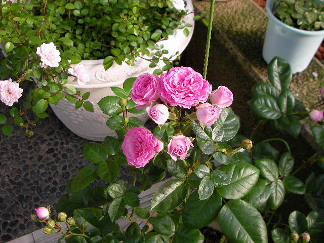 b0091187_22581622.jpg