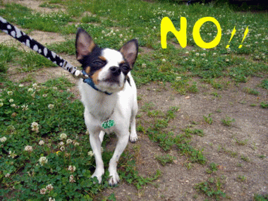 e0032508_1702283.gif