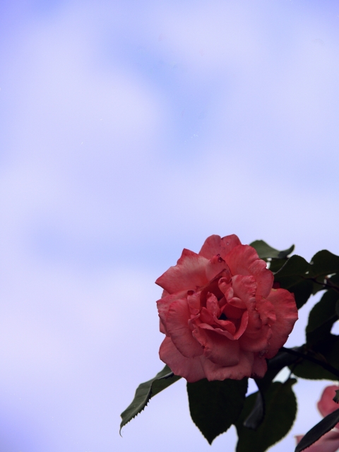 c0071611_762390.jpg