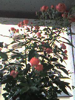 f0106355_12522636.jpg