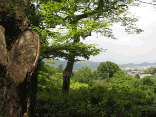 f0057456_135363.gif