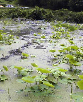 c0014786_8545067.jpg