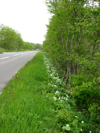 f0020302_17245497.jpg