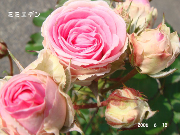f0057006_15574742.jpg