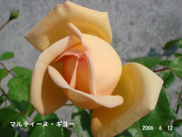 f0057006_1558291.jpg
