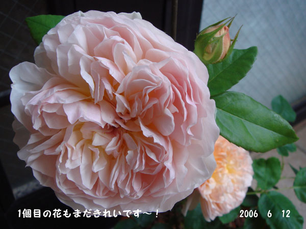 f0057006_15585724.jpg