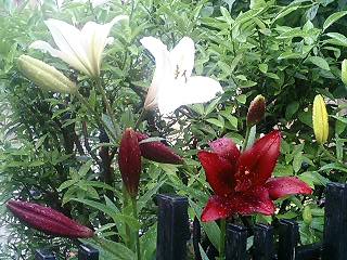 e0026017_23404967.jpg
