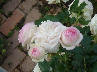 f0054421_23373063.jpg