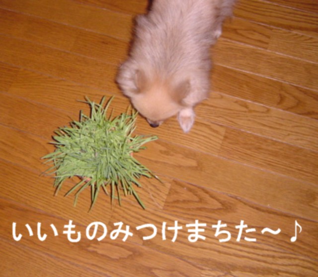 f0012924_203495.jpg