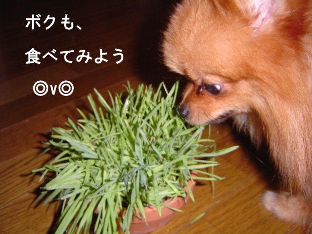 f0012924_255021.jpg