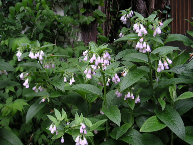 a0020929_11161798.jpg