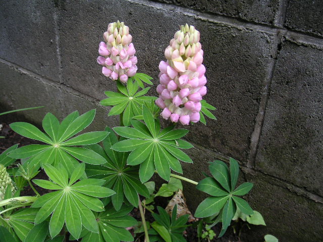 a0020929_11315391.jpg