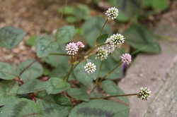 e0024385_20312659.jpg