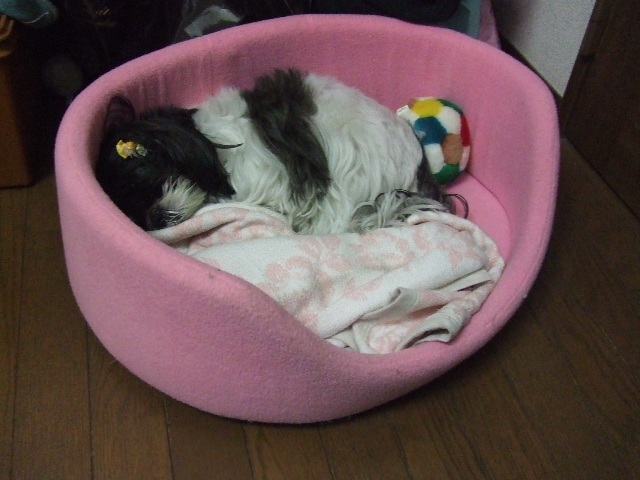 e0050801_0392061.jpg
