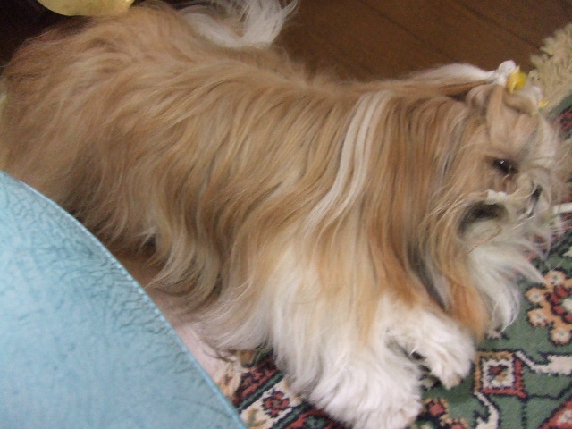 e0050801_0412323.jpg