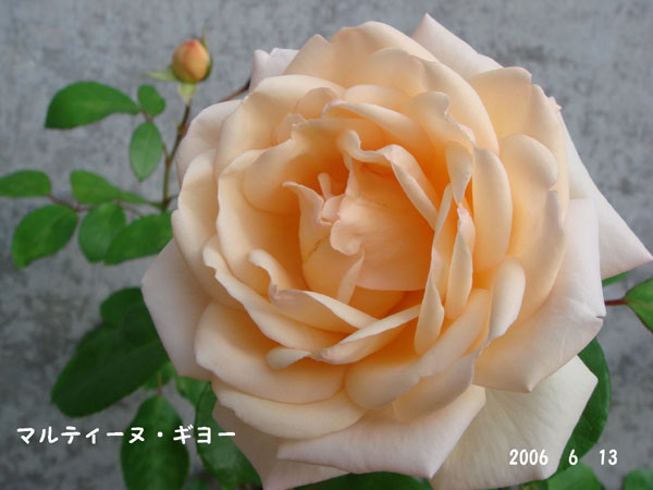 f0057006_13463858.jpg
