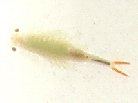 b0080718_1524886.jpg