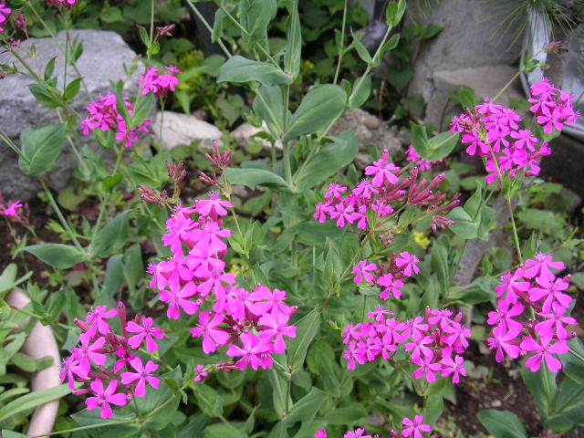 a0020929_2118866.jpg