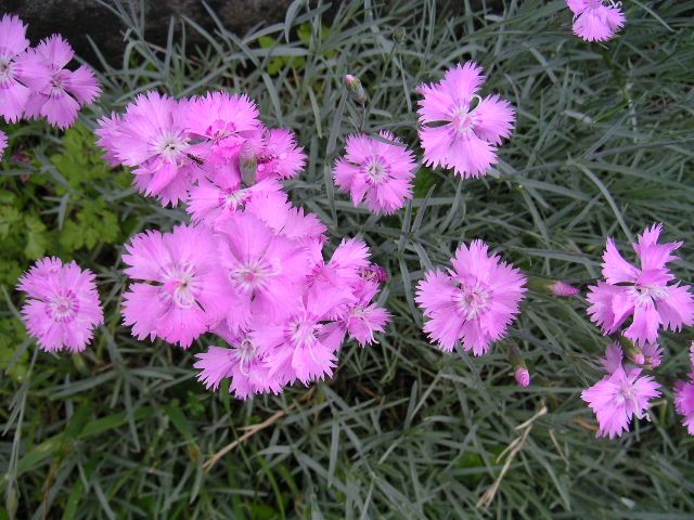 a0020929_21243726.jpg