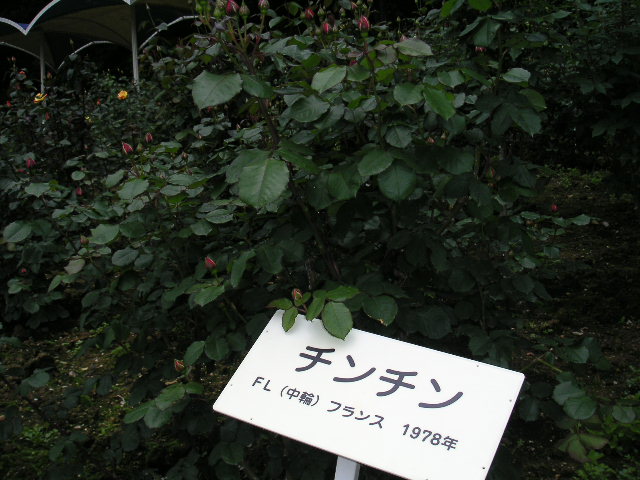 a0020929_21441773.jpg