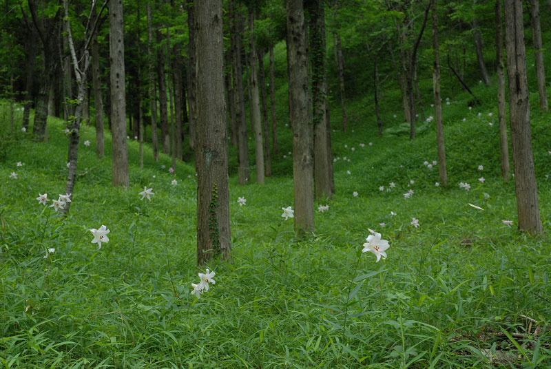 f0060531_7113678.jpg