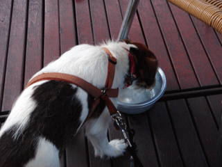 f0077150_126516.gif